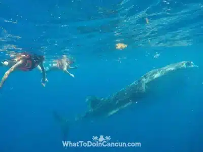 how-big-is-a-whale-shark-what-to-do-in-cancun