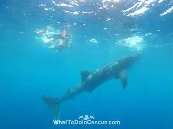 whale-shark-mexico