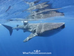 whale-shark-season-cancun