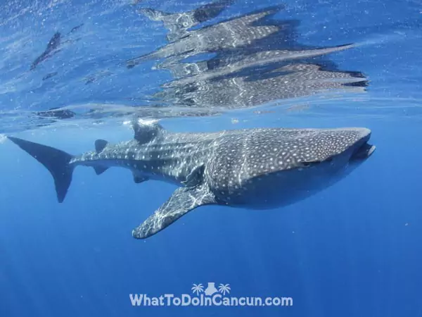 whale-shark-season-cancun