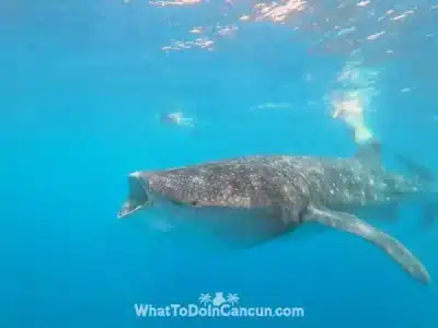 whale-shark-size