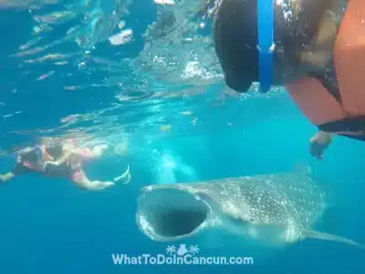 whale-shark-teeth