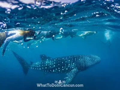 whale-sharks-cancun