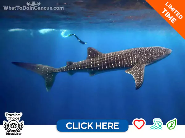 whale-shark-in-cancun-tour