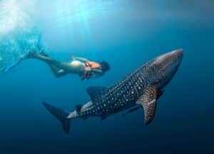 whale shark-isla-mujeres