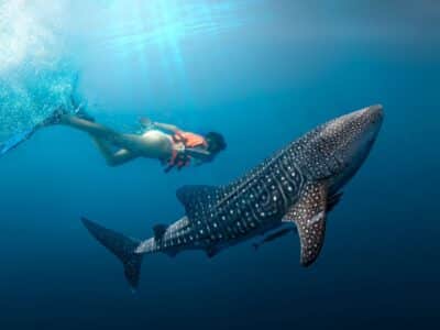 whale shark-isla-mujeres