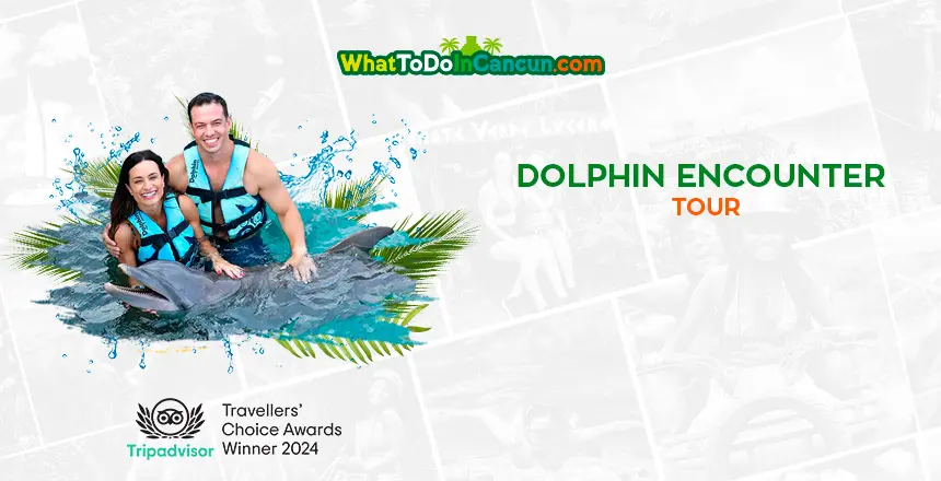 dolphin discovery in cancun hotel zone swim dolphin