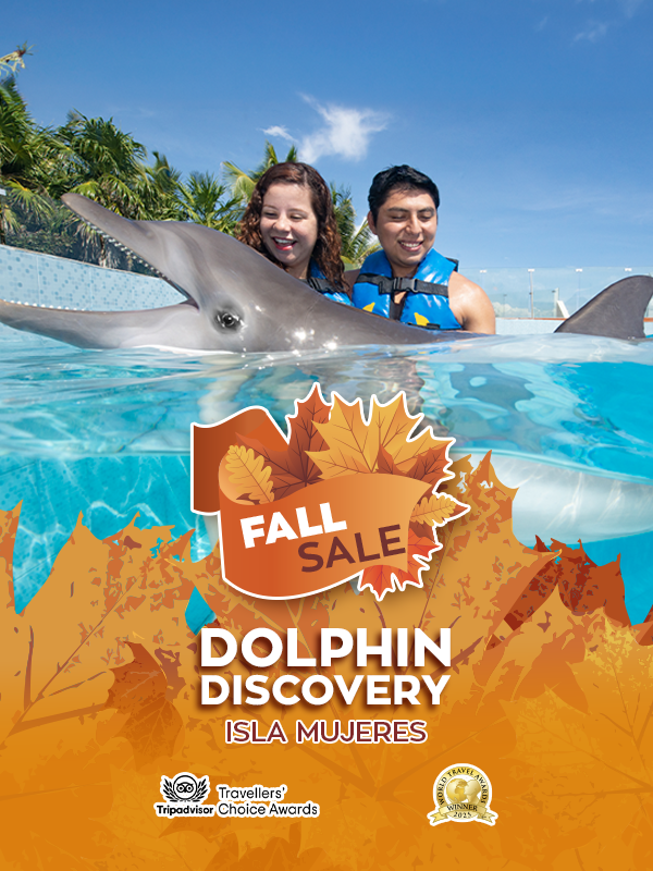 dolphin discovery in isla mujeres