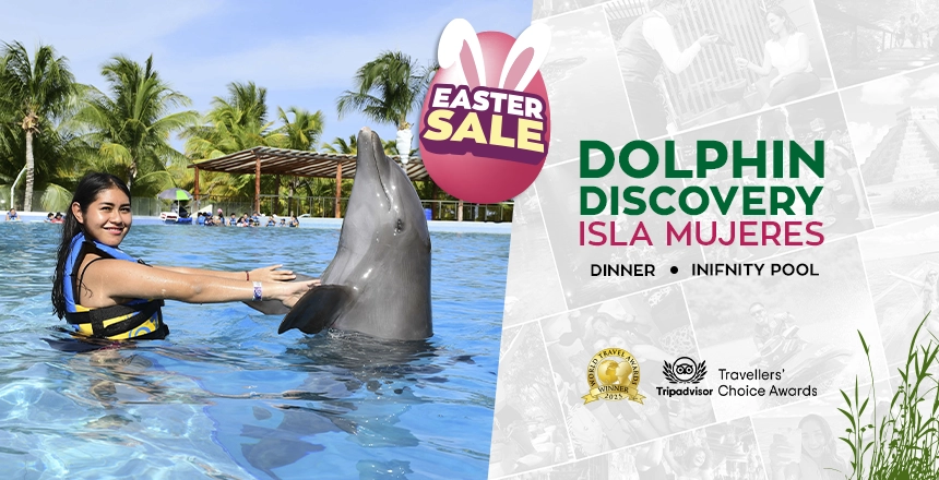 dolphin discovery in isla mujeres