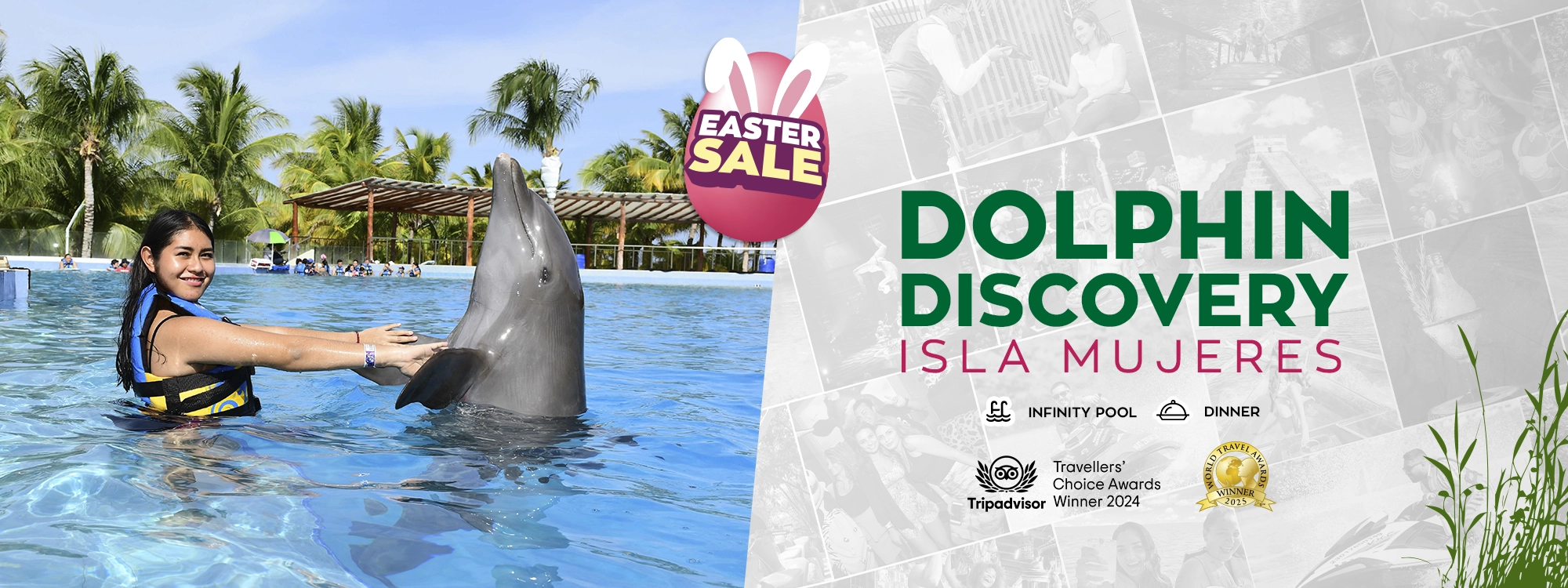 dolphin discovery in isla mujeres