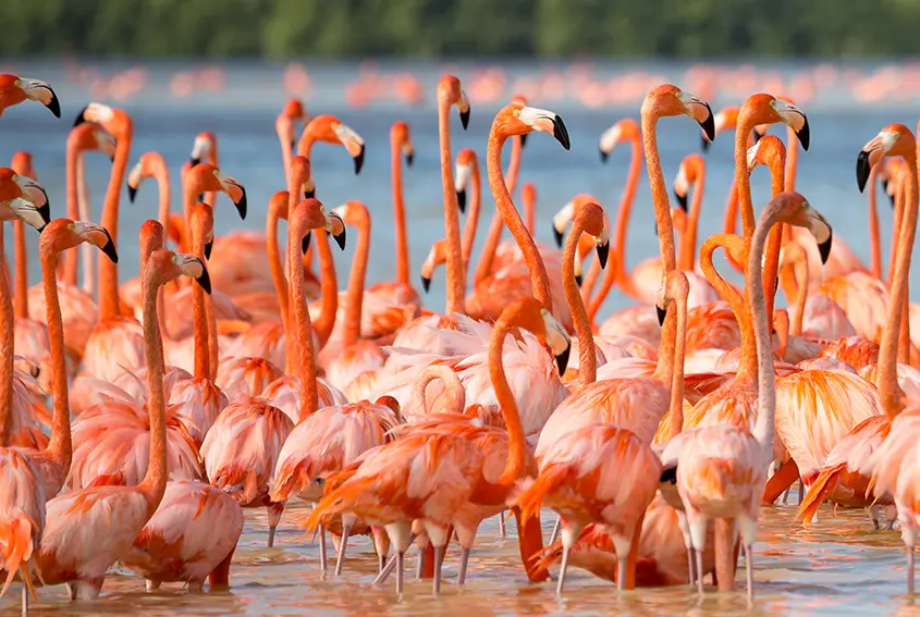 Imagen de  Las Coloradas y Rio Lagartos Tour desde Cancun: Descubre los Lagos Rosados y la Reserva de la Biosfera