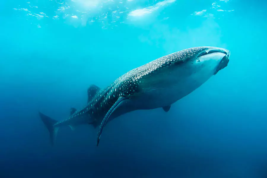 Portada Avistamiento de Tiburón Ballena con Snorkel y Visita a Isla Mujeres