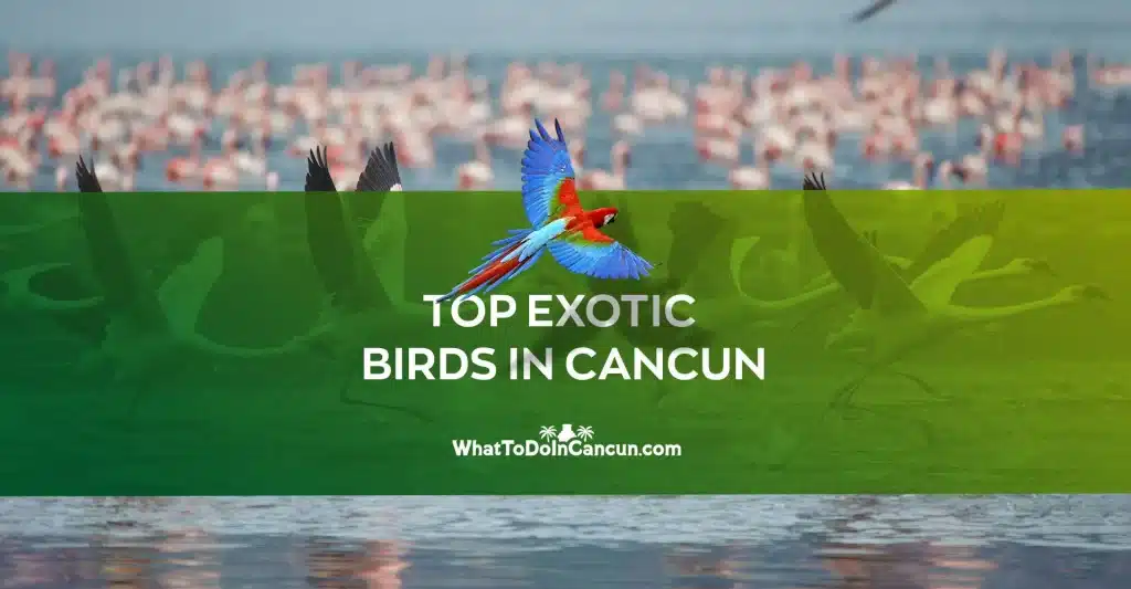 Top exotic birds in Cancun