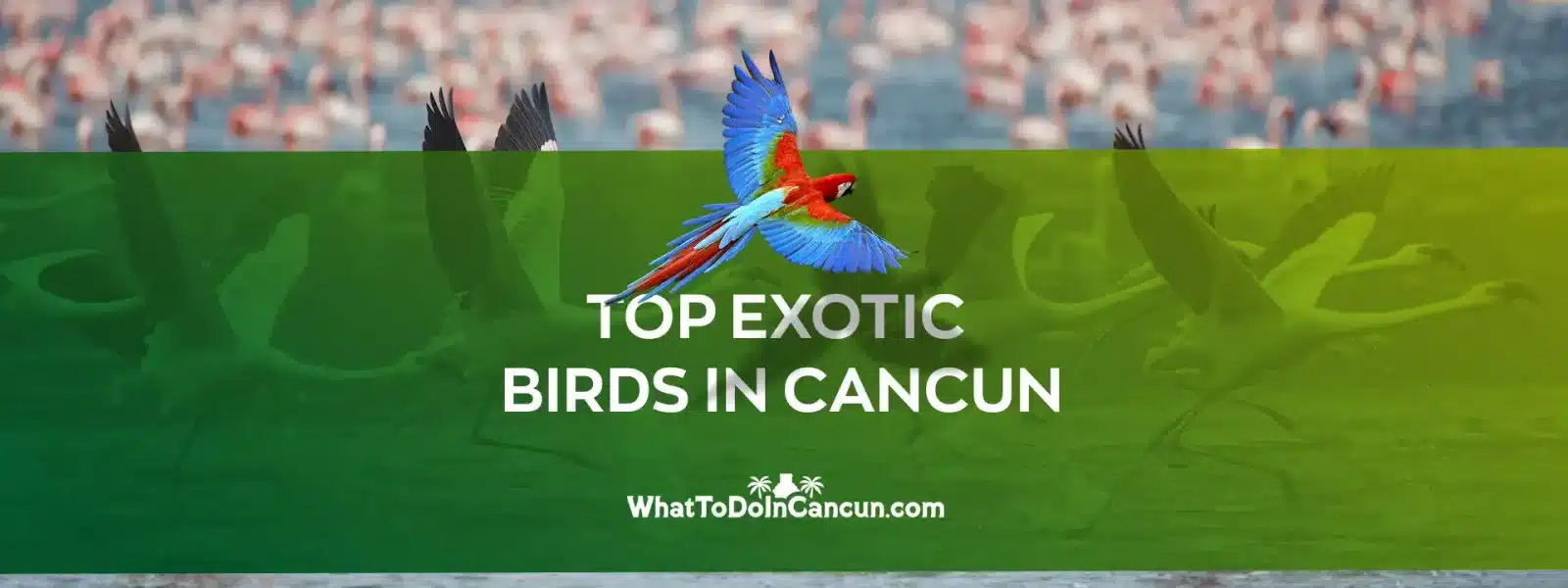 exotic birds in cancun