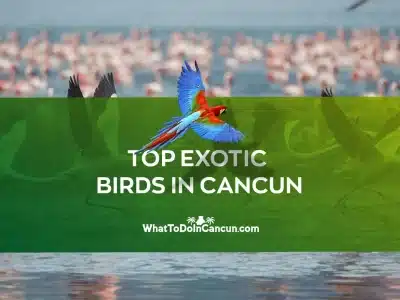 exotic birds in cancun