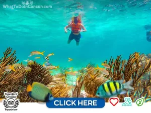 puerto morelos reef snorkel adventuring tour in cancun