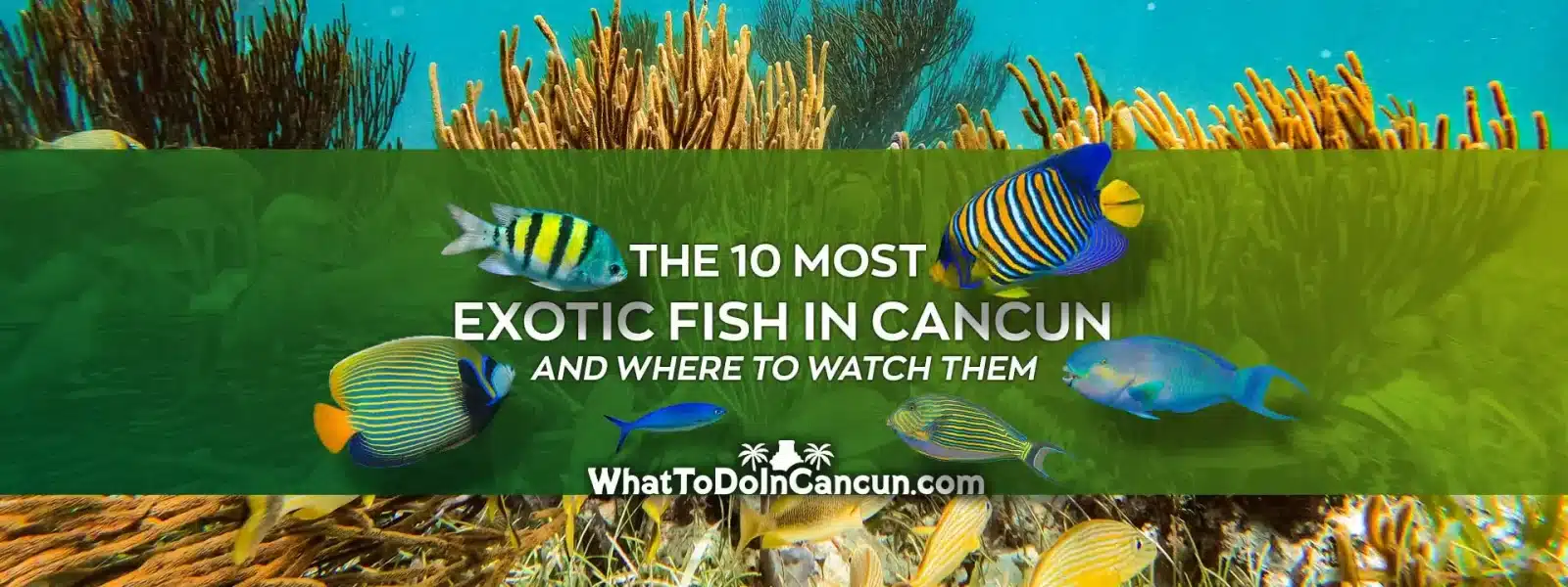 top 10 exotic fish in cancun