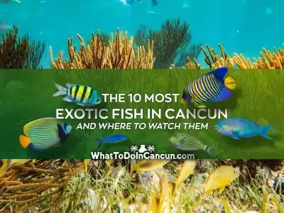 top 10 exotic fish in cancun