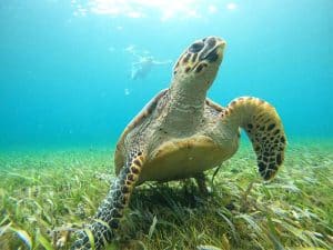 sea turtle swiming free in cancun snorkel tour