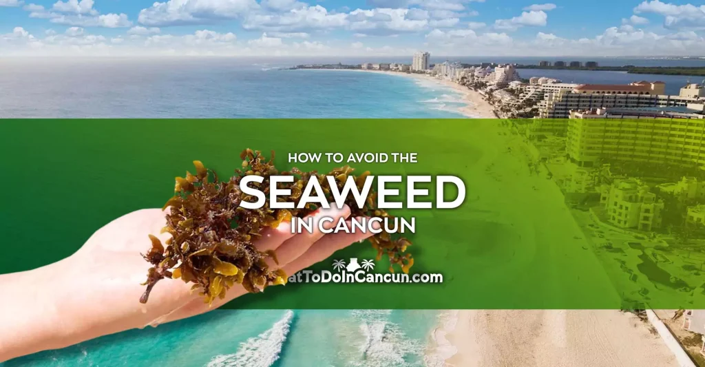 Seaweed in Cancun