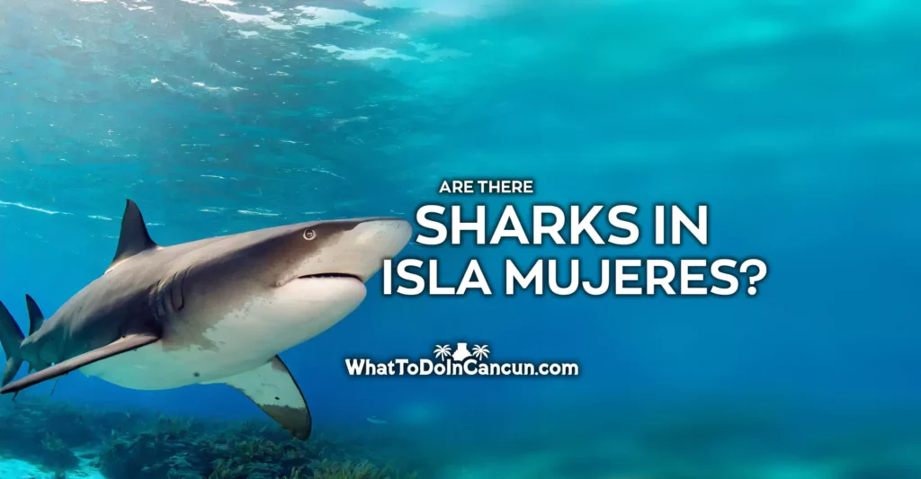 </noscript>Are There Sharks in Isla Mujeres?