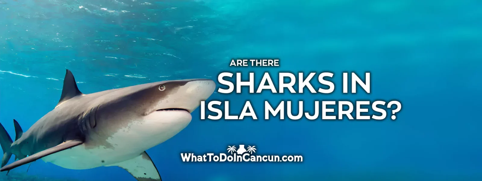 are-there-sharks-in-isla-mujeres