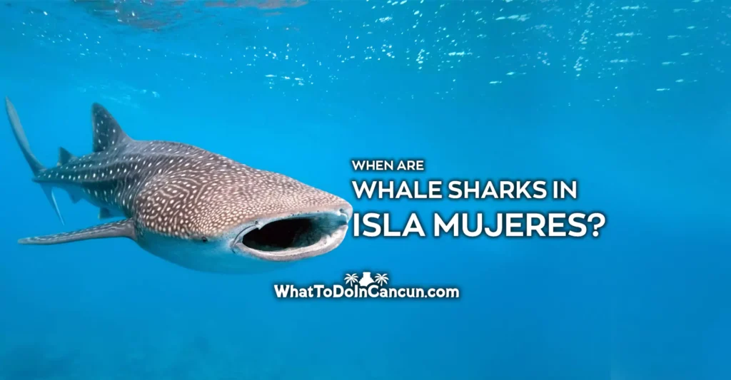 When are whale sharks in Isla Mujeres?