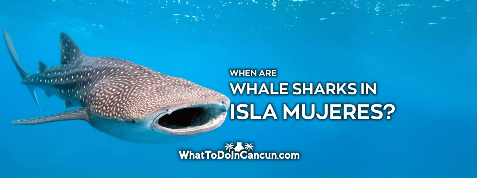 when-are-whale-sharks-in-isla-mujeres