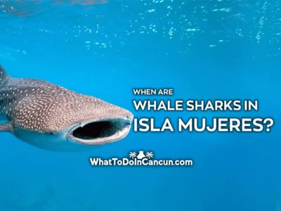 when-are-whale-sharks-in-isla-mujeres