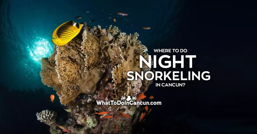 Where to Do Night Snorkeling in Cancun?