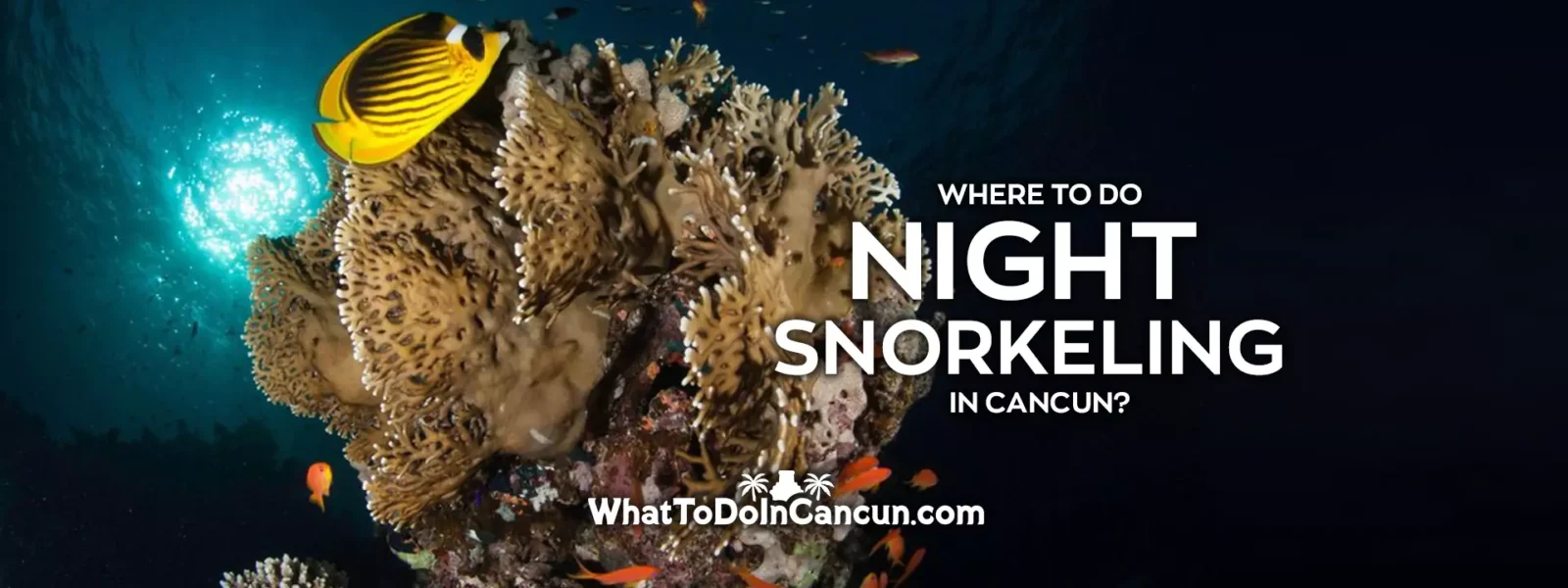 where-to-do-night-snorkeling-in-cancun