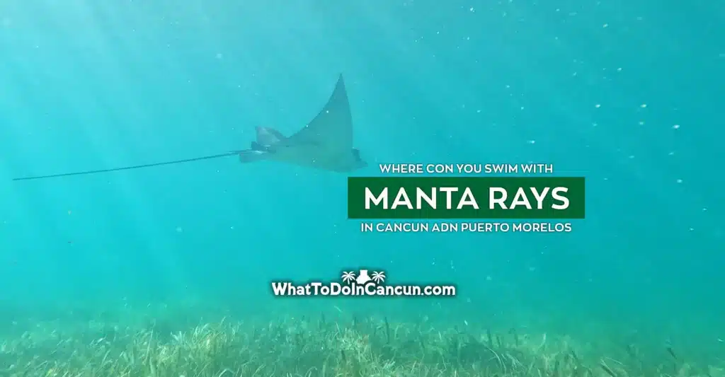Where can you swim with manta rays in Cancun?
