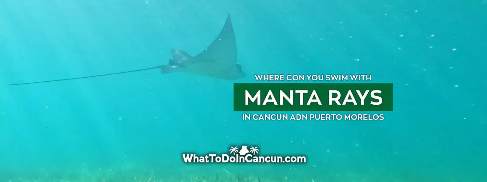 swim-with-manta-rays