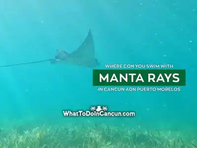 swim-with-manta-rays