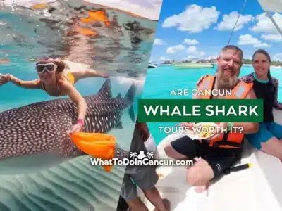 are-cancun-whale-shark-tours-worth-it