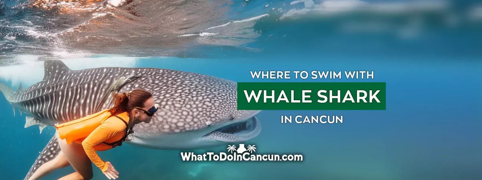 where-to-swim-with-whale-shark-in-cancun-mexico