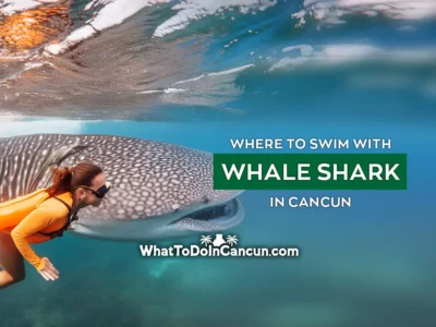 where-to-swim-with-whale-shark-in-cancun-mexico
