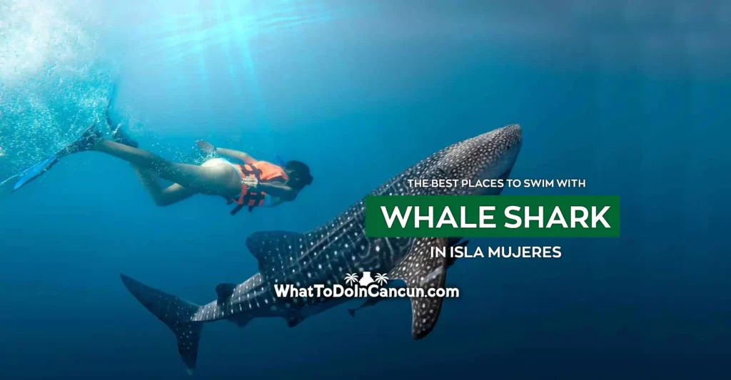 the-best-places-to-swim-with-whale-sharks-in-isla-mujeres