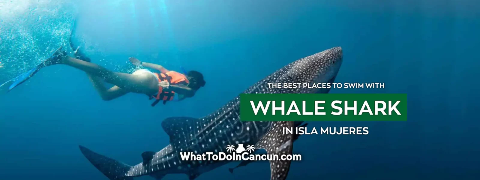 the-best-places-to-swim-with-whale-sharks-in-isla-mujeres