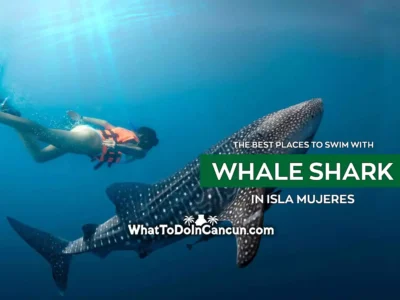 the-best-places-to-swim-with-whale-sharks-in-isla-mujeres