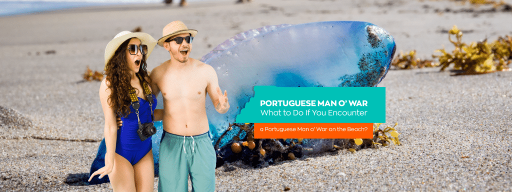 Portuguese Man o’ War: What to Do If You Encounter a Portuguese Man o’ War on the Beach?