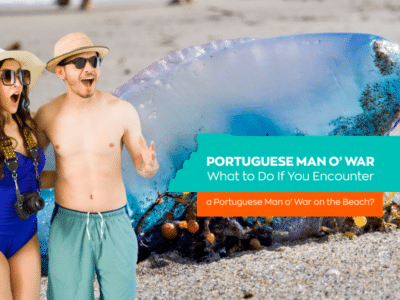 Portuguese Man o’ War: What to Do If You Encounter a Portuguese Man o’ War on the Beach?